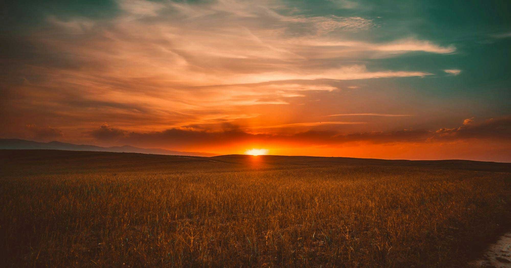 Sunset over wheat field with mountains
